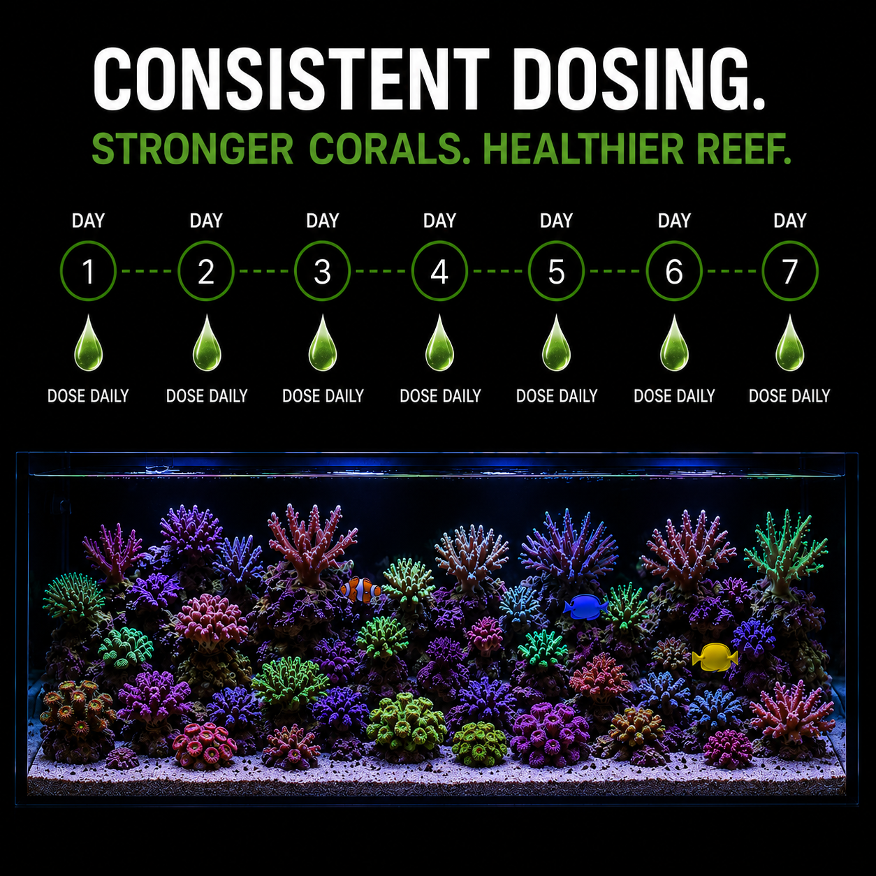 Consistent dosing of live phytoplankton for coral health in reef tank