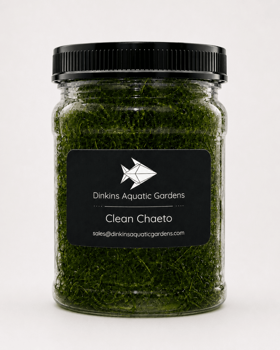 Clean Chaeto Infused with Reef Snacklebox - Dinkins Aquatic Gardens