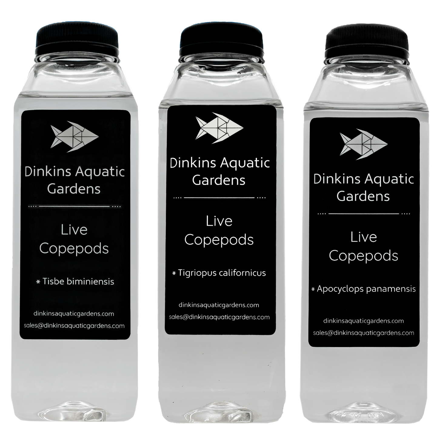 Multipods Copepods