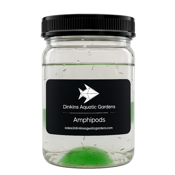 Live Marine Amphipods