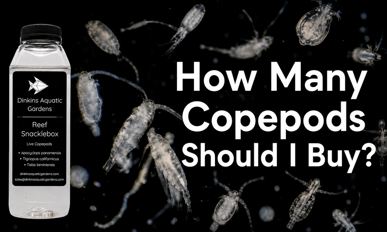 Dinkins Aquatic Gardens how many live copepods should I buy for my reef tank
