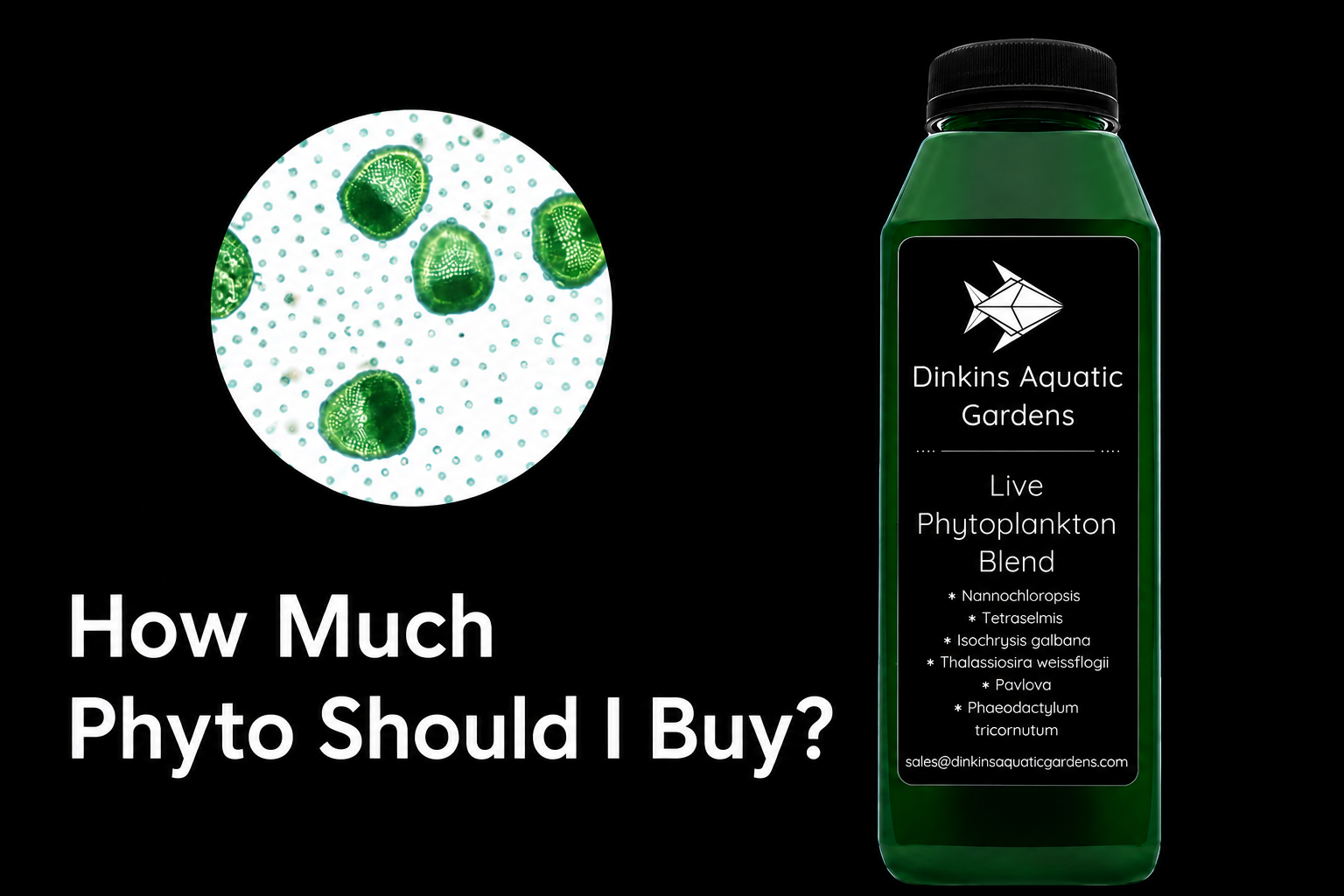Dinkins Aquatic Gardens live phytoplankton with zoomed-in phytoplankton cells
