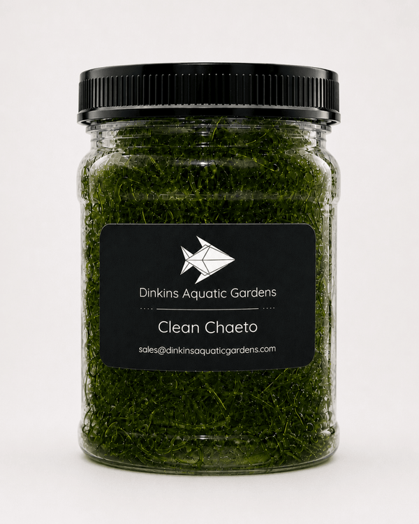 Clean Chaeto Infused with Reef Snacklebox - Dinkins Aquatic Gardens