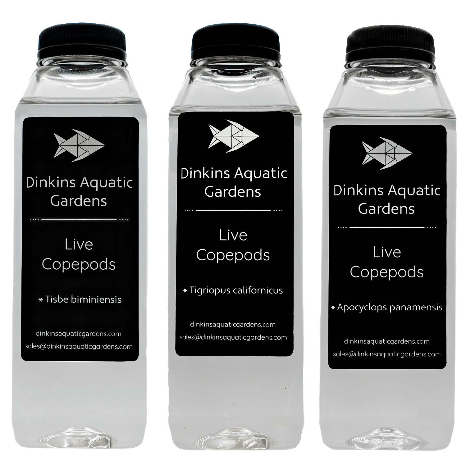 Multipods Copepods
