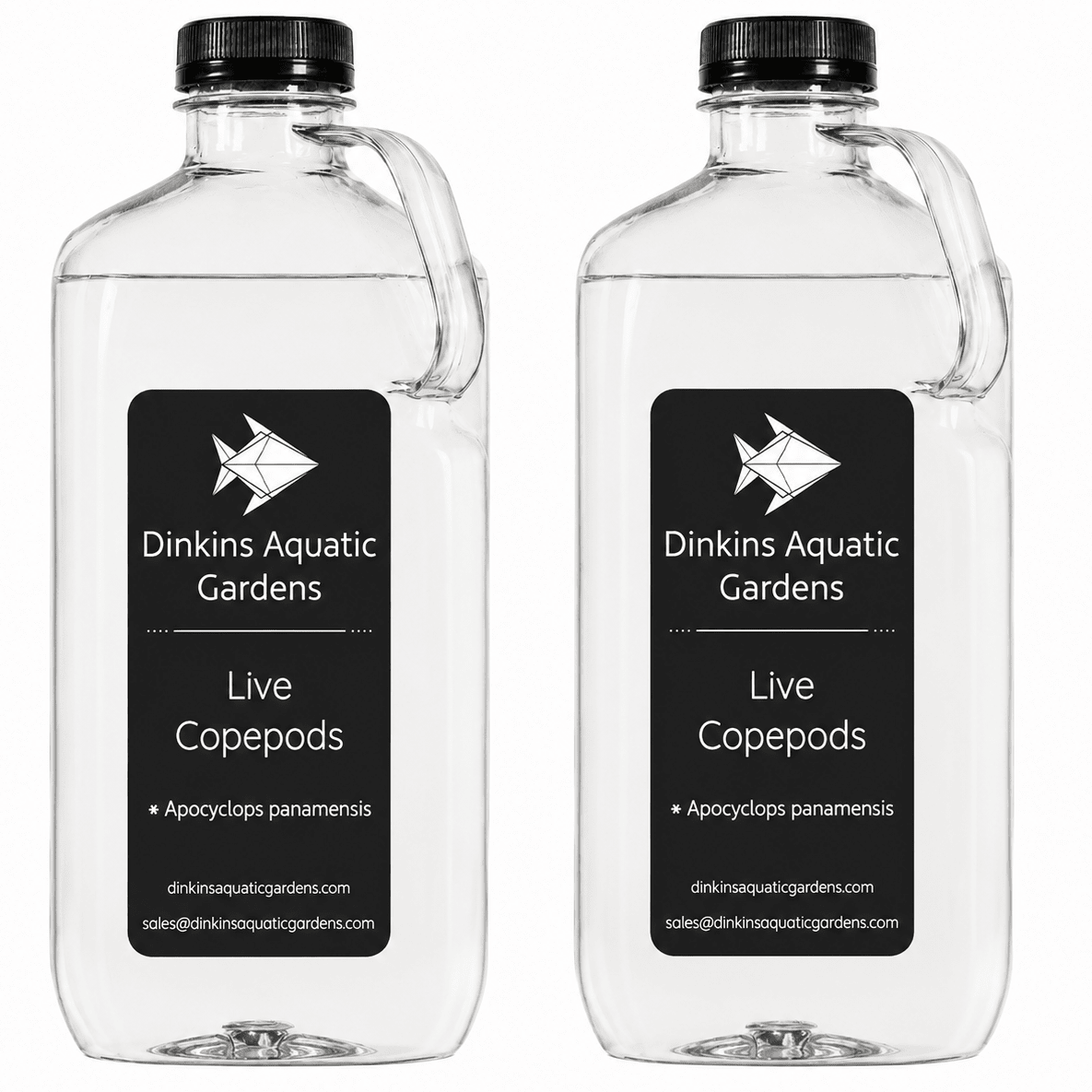 Live Apocyclops Copepods (Single Species) - Dinkins Aquatic Gardens