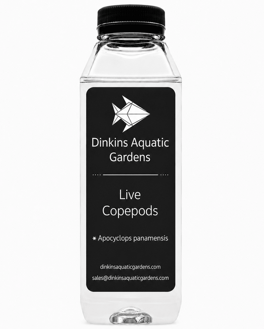 Live Apocyclops Copepods (Single Species) - Dinkins Aquatic Gardens