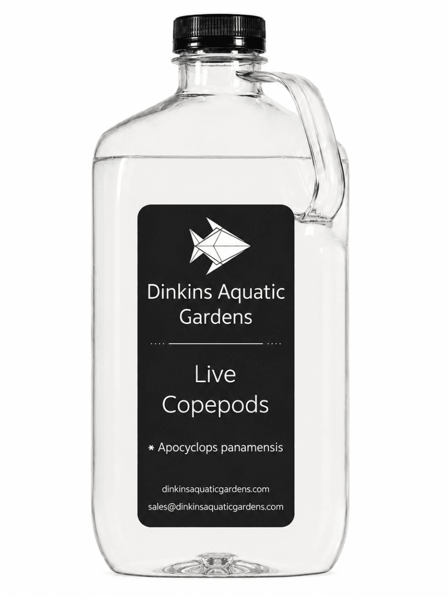 Live Apocyclops Copepods (Single Species) - Dinkins Aquatic Gardens