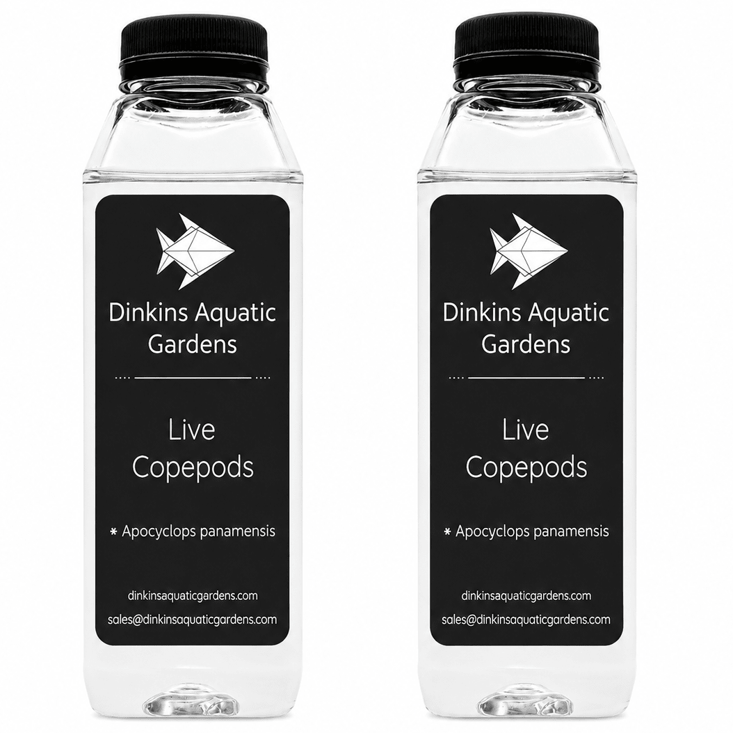 Live Apocyclops Copepods (Single Species) - Dinkins Aquatic Gardens