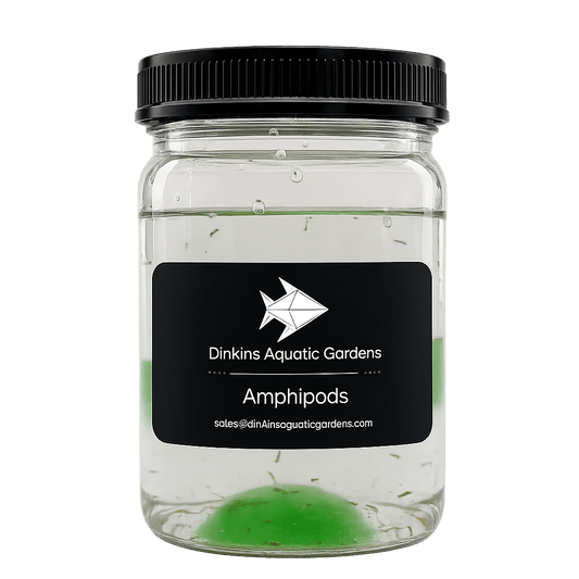 Live Marine Amphipods - Dinkins Aquatic Gardens