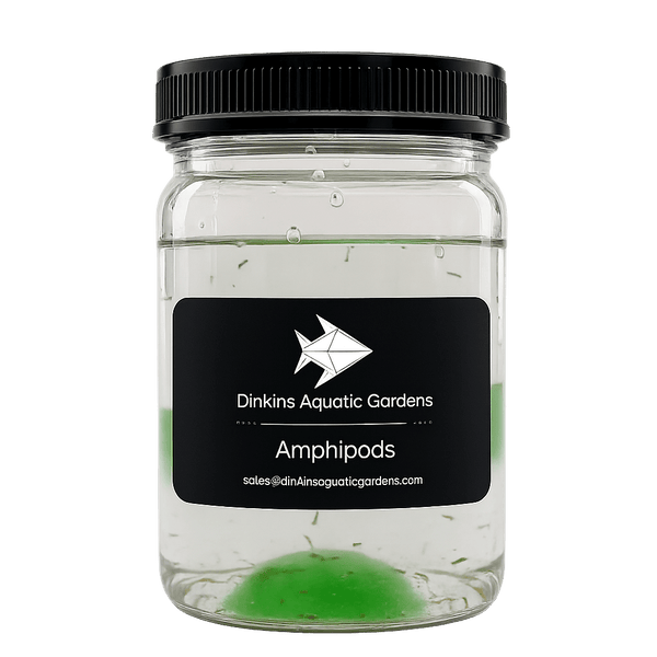 Live Marine Amphipods - Dinkins Aquatic Gardens