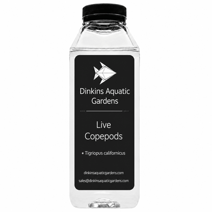 Live Tigriopus Copepods (Single Species) - Dinkins Aquatic Gardens