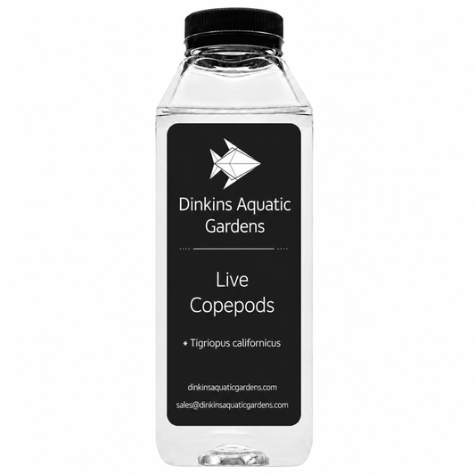 Live Tigriopus Copepods (Single Species) - Dinkins Aquatic Gardens