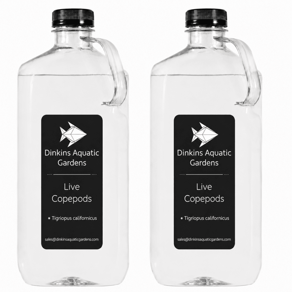 Live Tigriopus Copepods (Single Species) - Dinkins Aquatic Gardens