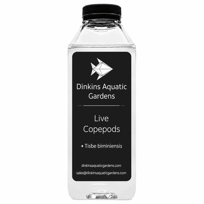 Live Tisbe Copepods (Single Species) - Dinkins Aquatic Gardens