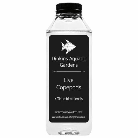 Live Tisbe Copepods (Single Species) - Dinkins Aquatic Gardens