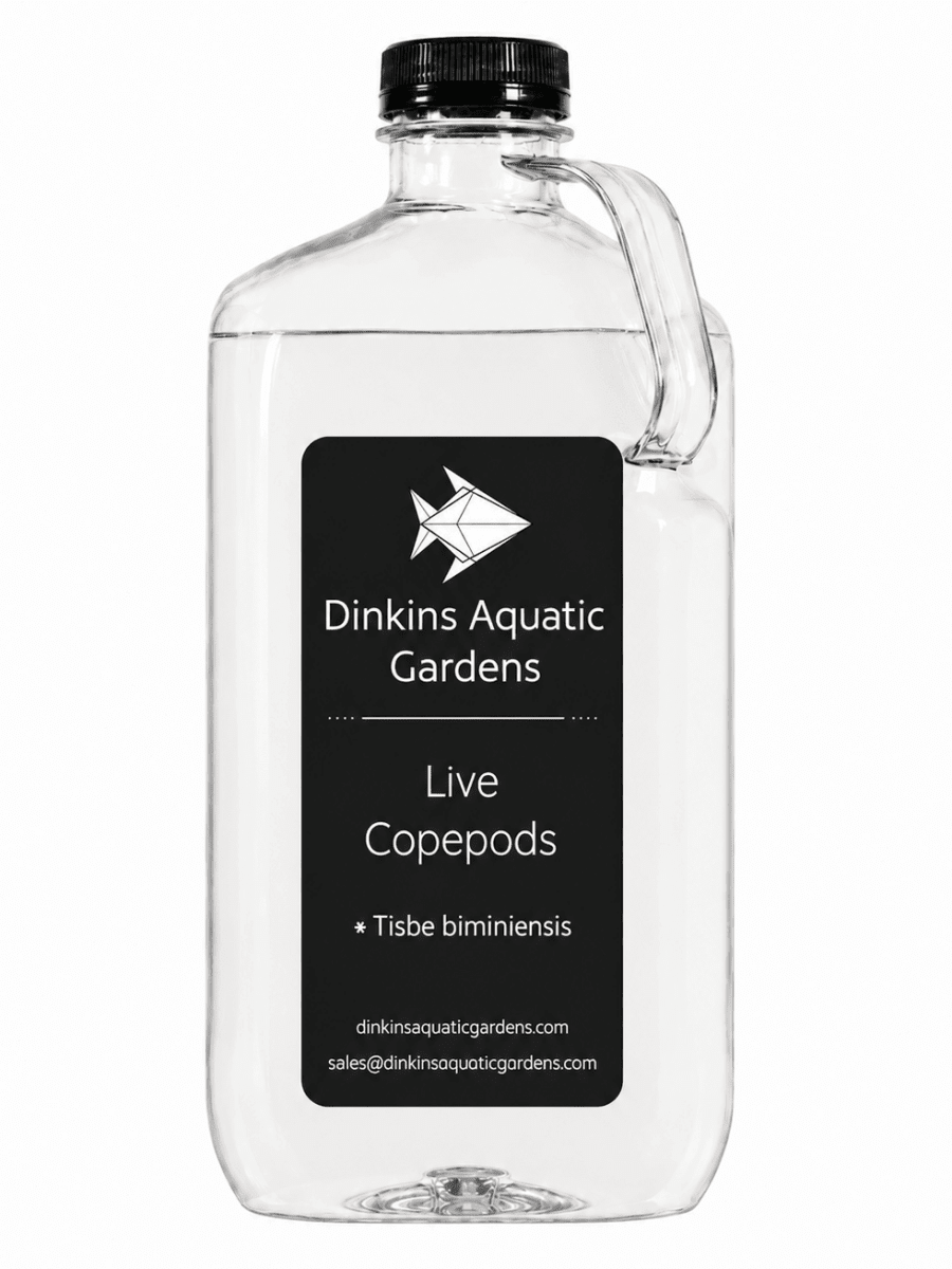 Live Tisbe Copepods (Single Species) - Dinkins Aquatic Gardens