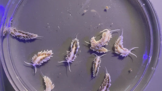 3-Pack Berghia Nudibranchs (2 Adults + 1 Juvenile)